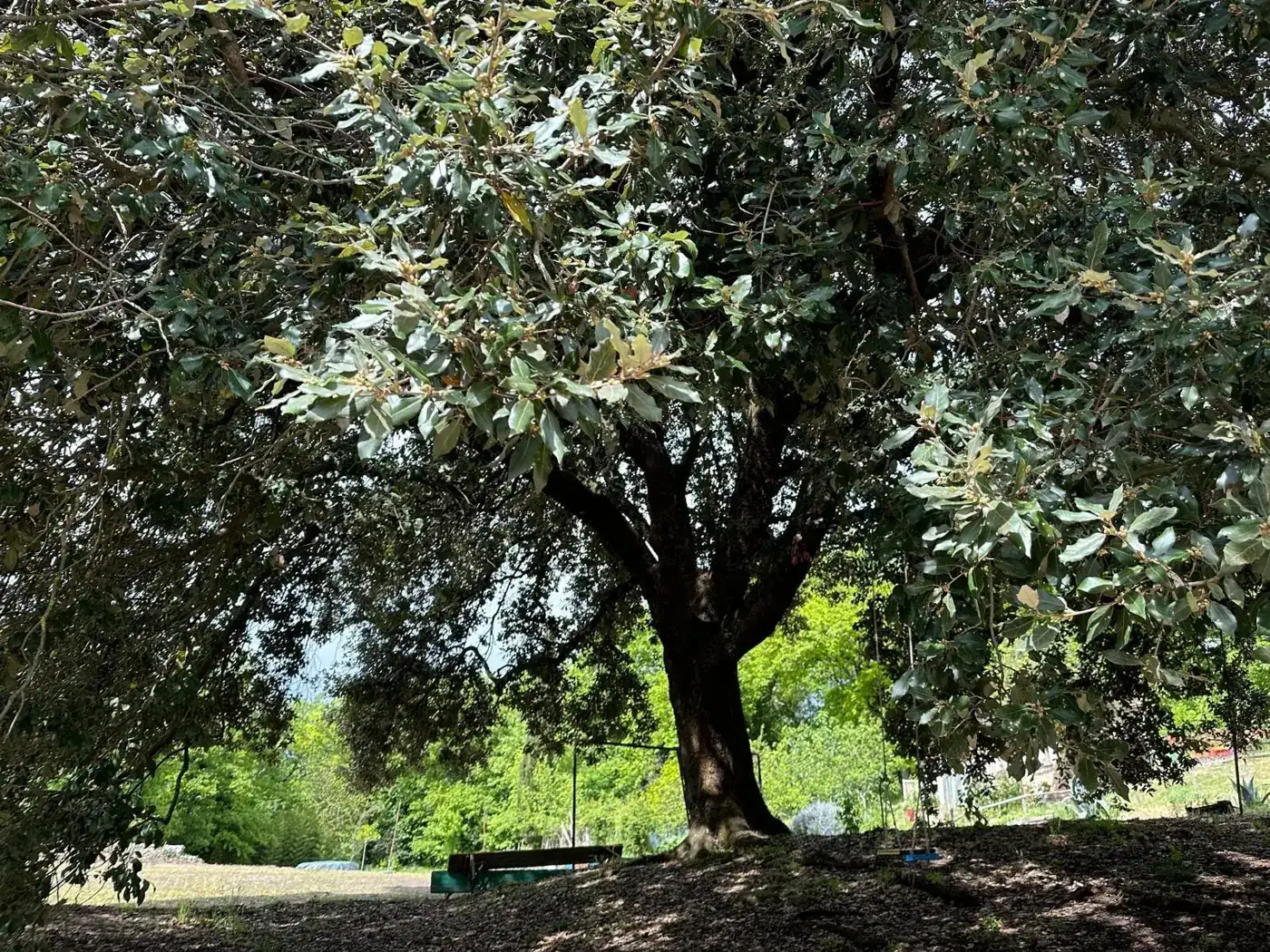 Una grande quercia in un prato