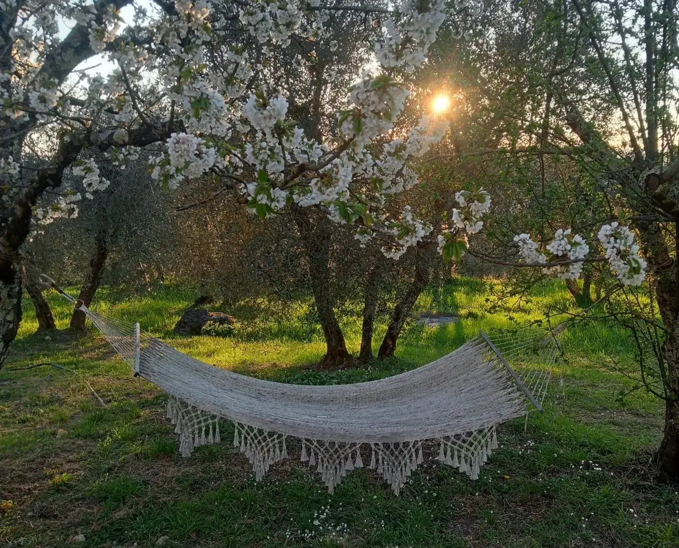 Un’amaca tra i ciliegi in fiore