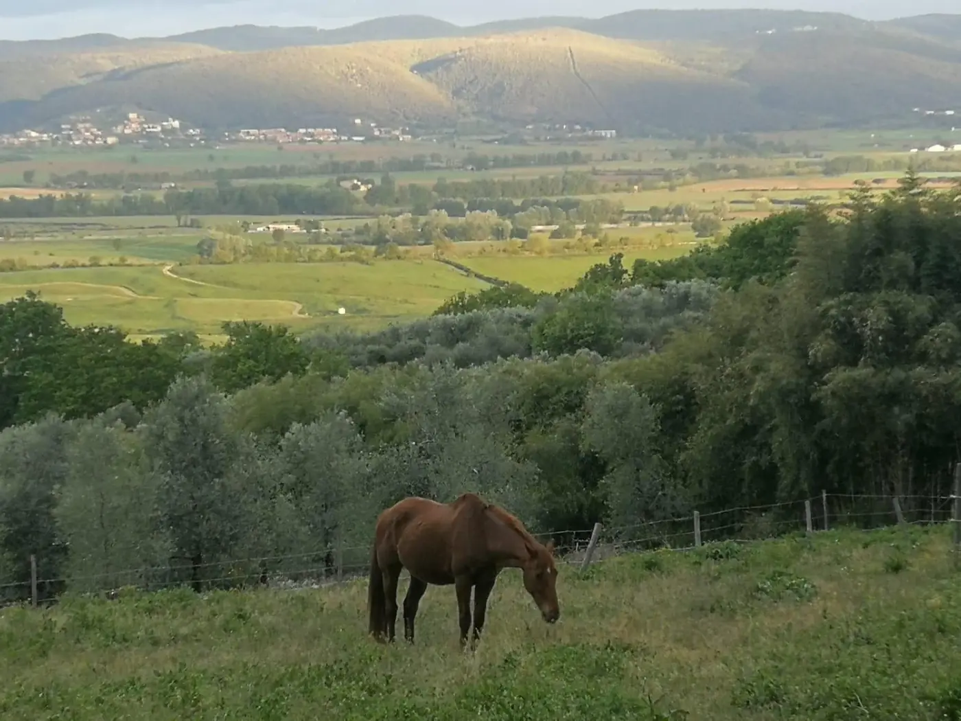Un cavallo al pascolo nella valle