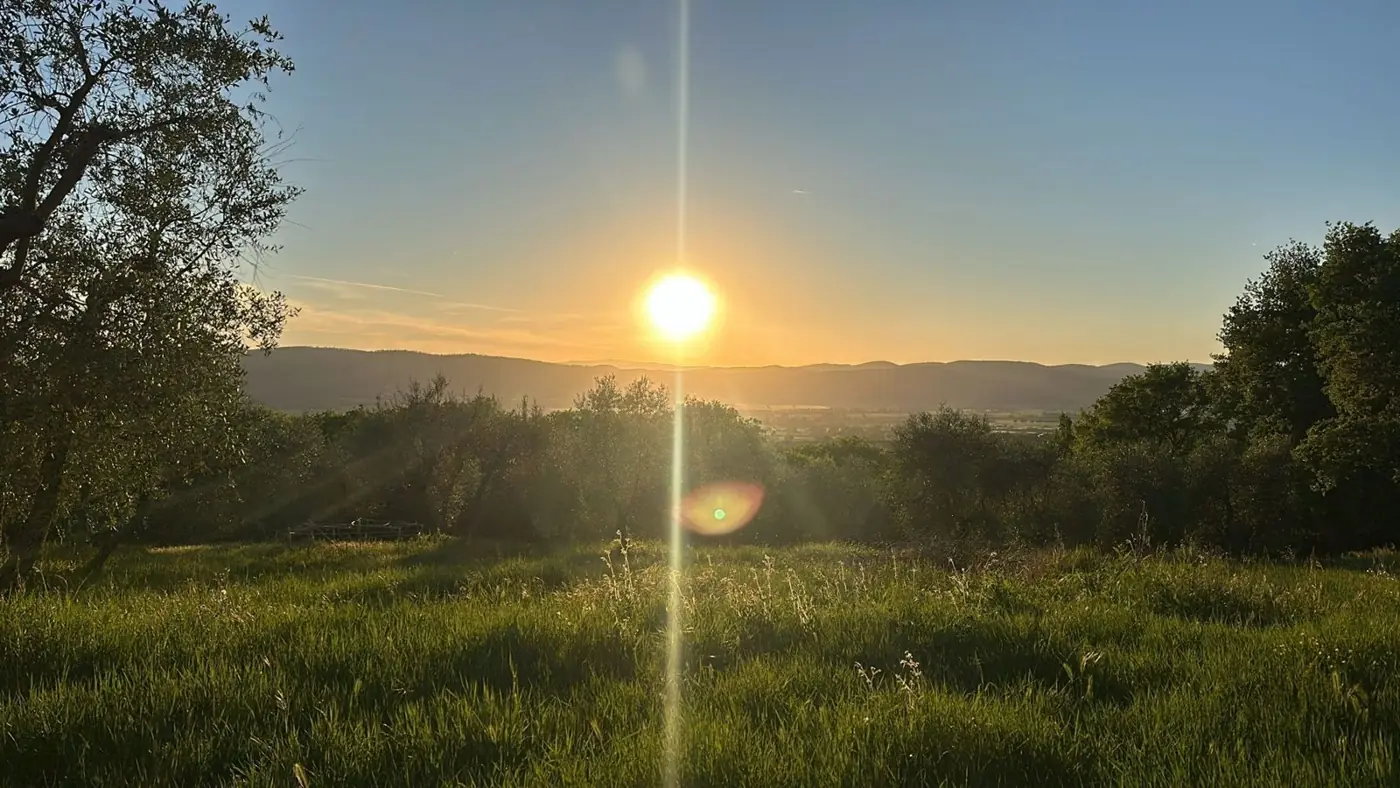 Tramonto sugli uliveti di Podere Noceto
