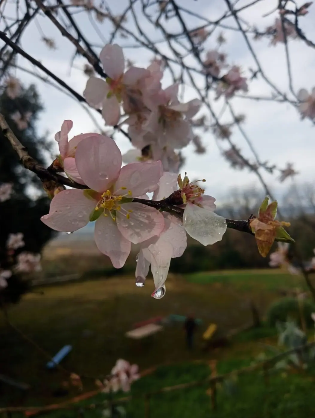 Un ramo di mandorlo in fiore