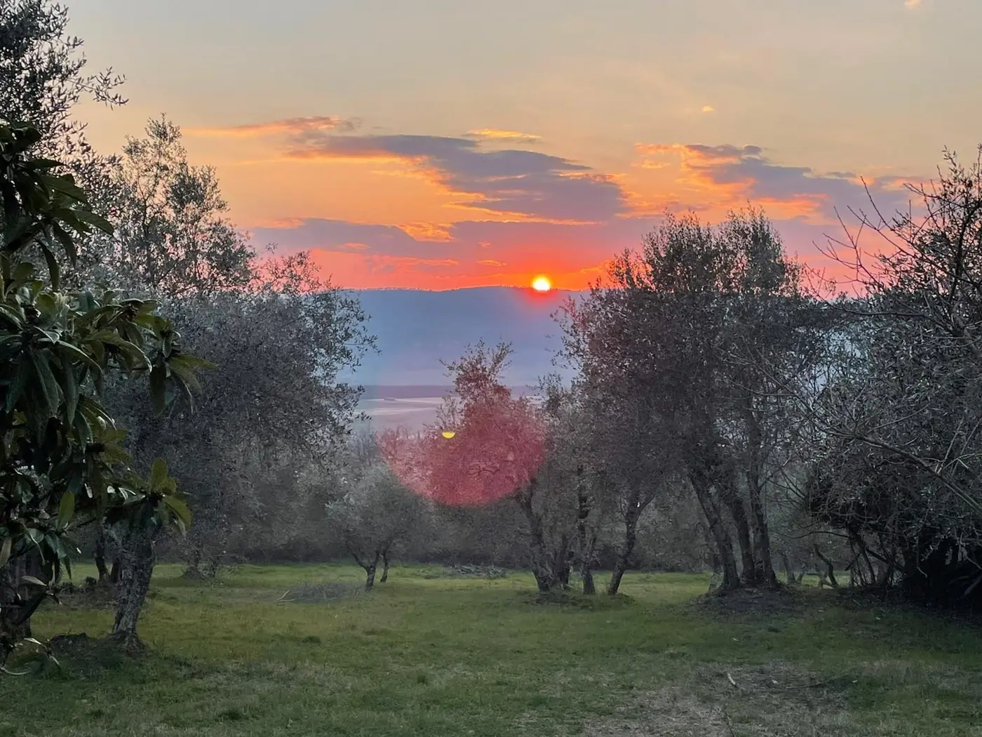 Uliveto al tramonto